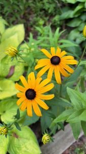 Meet the Pollinators